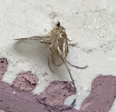 Phlebotominae