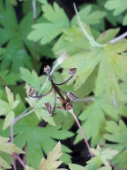 Geranium sibiricum