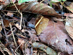 Xanthotaenia busiris