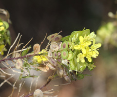Biscutella valentina