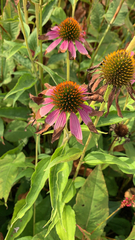 Echinacea purpurea