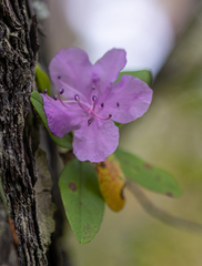 Rhododendron ledebourii