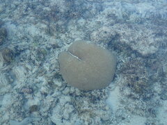 Hydnophora microconos