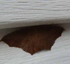 Prochoerodes lineola