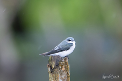 Tachycineta albilinea