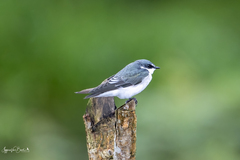 Tachycineta albilinea