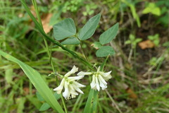 Amphicarpaea bracteata