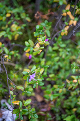 Rhododendron ledebourii