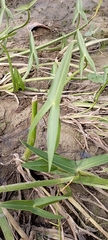 Sagittaria sagittifolia