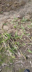 Sagittaria sagittifolia