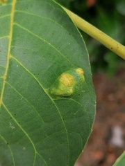 Aceria erinea