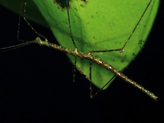 Rhamphosipyloidea