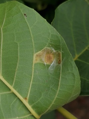 Aceria erinea