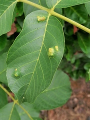 Aceria erinea