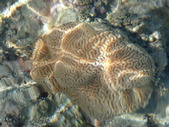 Leptoria phrygia
