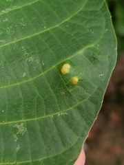 Aceria erinea