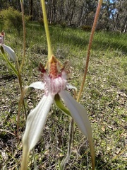 Caladenia longicauda