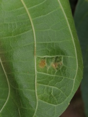 Aceria erinea