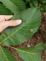 Aceria erinea