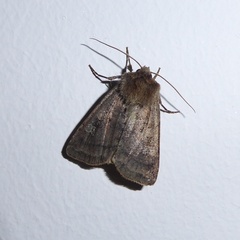 Diarsia rubi