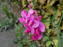 Lathyrus latifolius
