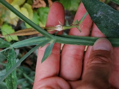Lathyrus latifolius