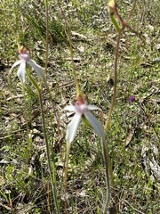 Caladenia longicauda