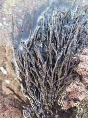 Cladostephus hirsutus