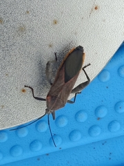 Physomerus grossipes