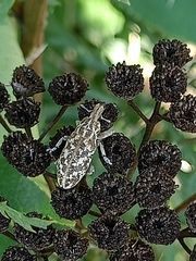 Cyphocleonus dealbatus