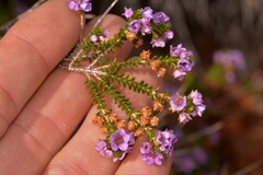 Thryptomene