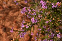 Thryptomene