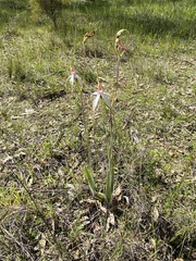 Caladenia longicauda