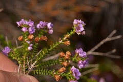 Thryptomene