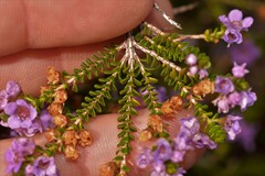 Thryptomene