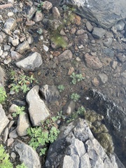 Leucospora multifida