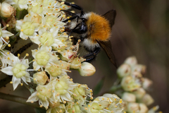 Bombus pascuorum