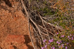 Thryptomene