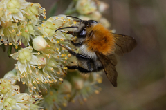 Bombus pascuorum