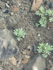 Leucospora multifida