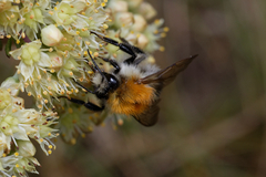Bombus pascuorum