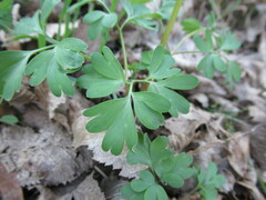 Corydalis solida