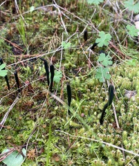 Geoglossum