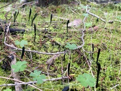 Geoglossum