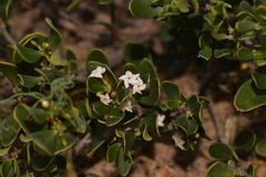 Alyxia buxifolia