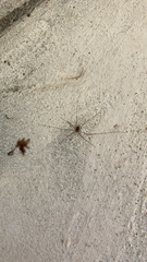 Dicranopalpus ramosus