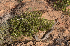 Alyxia buxifolia