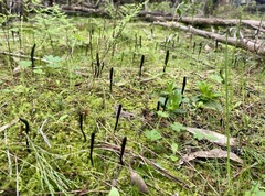 Geoglossum