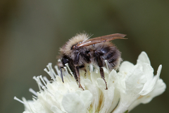 Bombus pascuorum