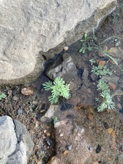 Leucospora multifida